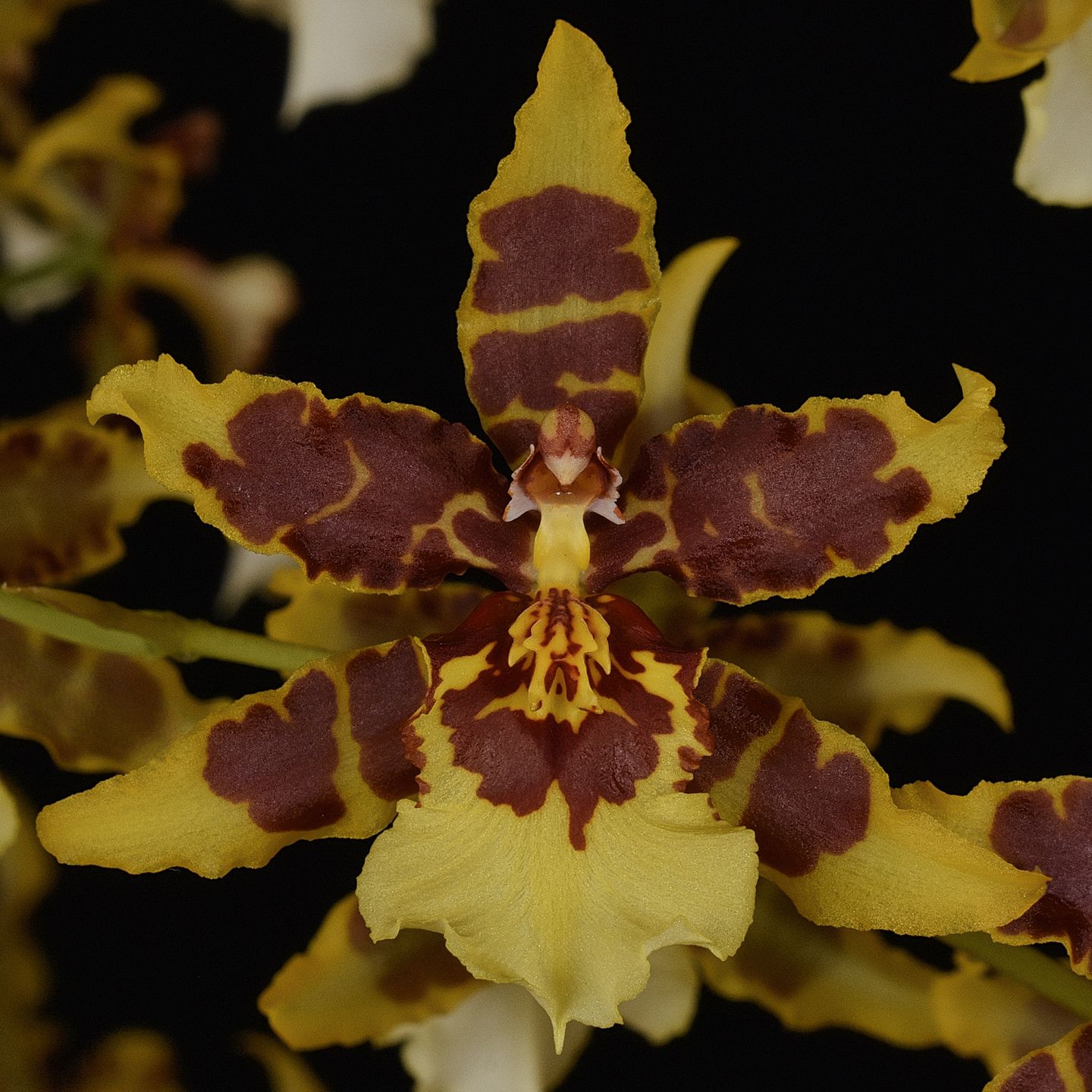 Oncidium Mackenzie Mountain 'Kowhai' CC/NZOS
