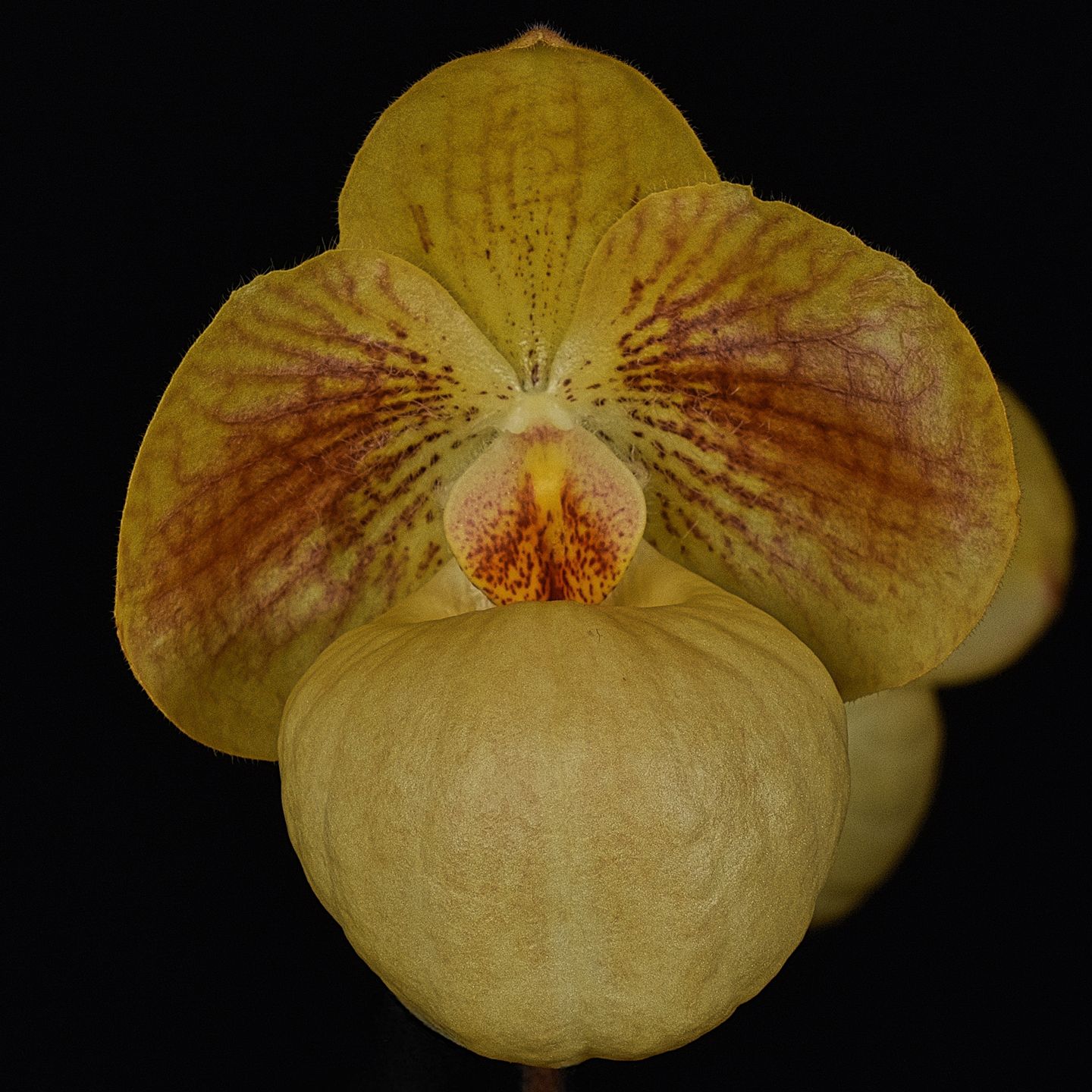 Paphiopedilum Fumi's Delight 'Tony' AM/NZOS