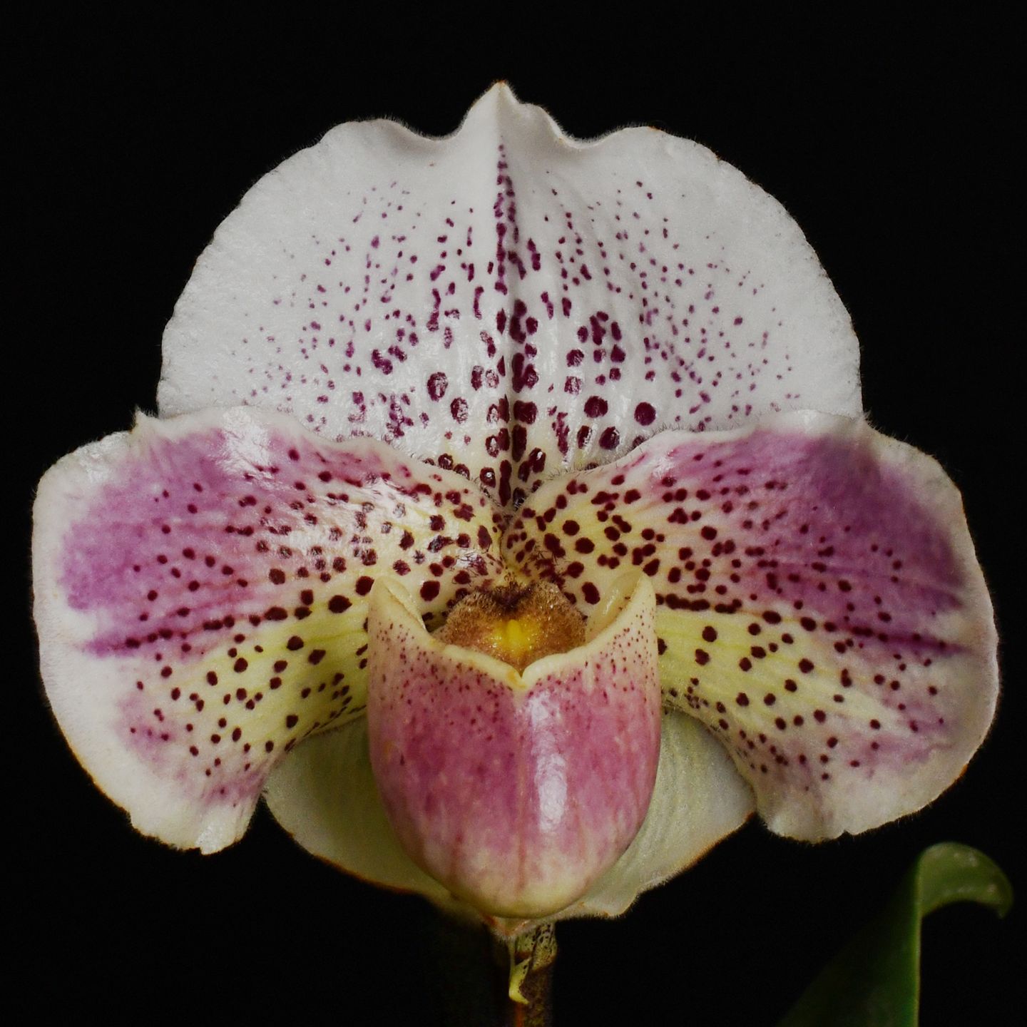 Paphiopedilum Knight Flight 'Shellnick' AM/NZOS