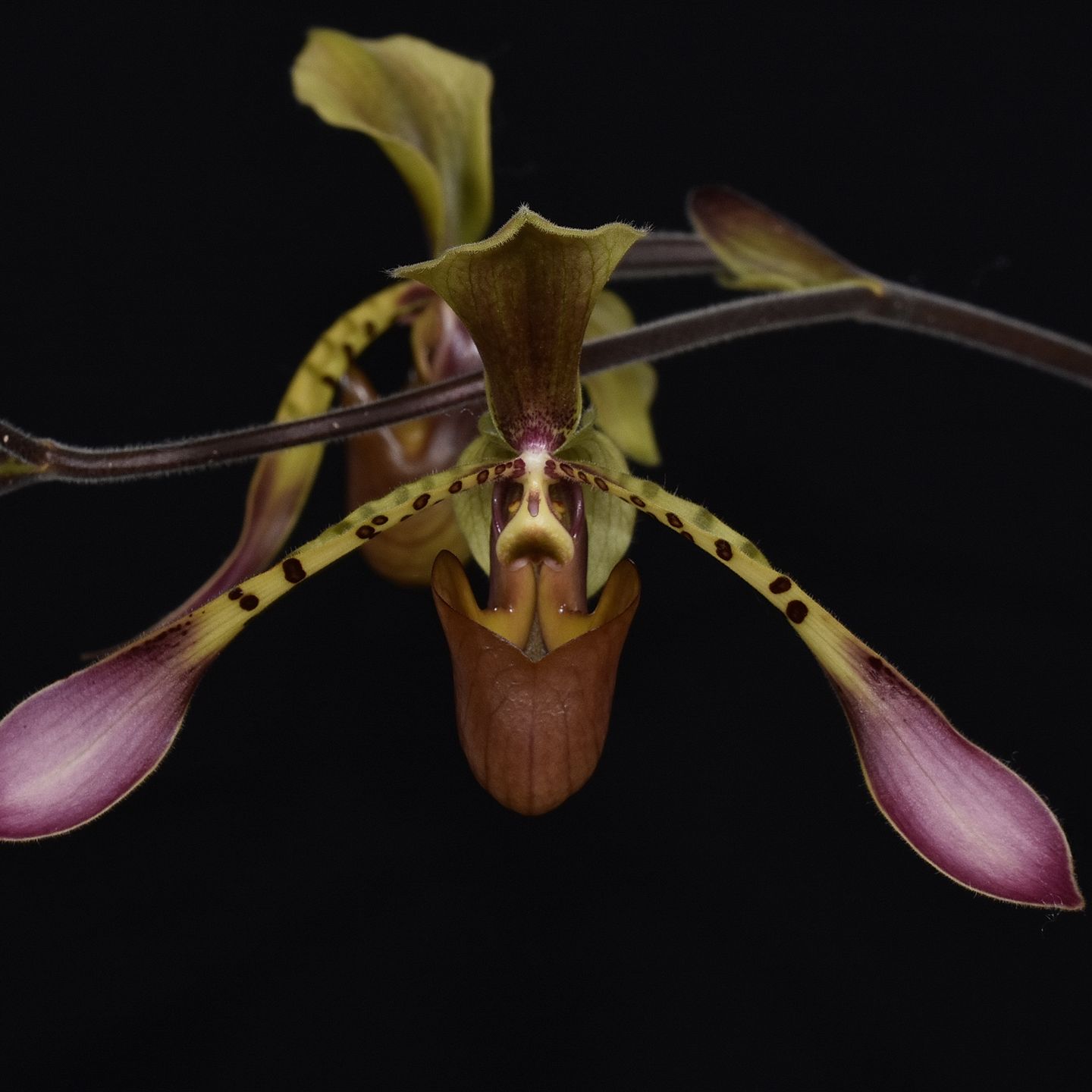 Paphiopedilum lowii 'Webby ‘n Griffy’ AM/NZOS