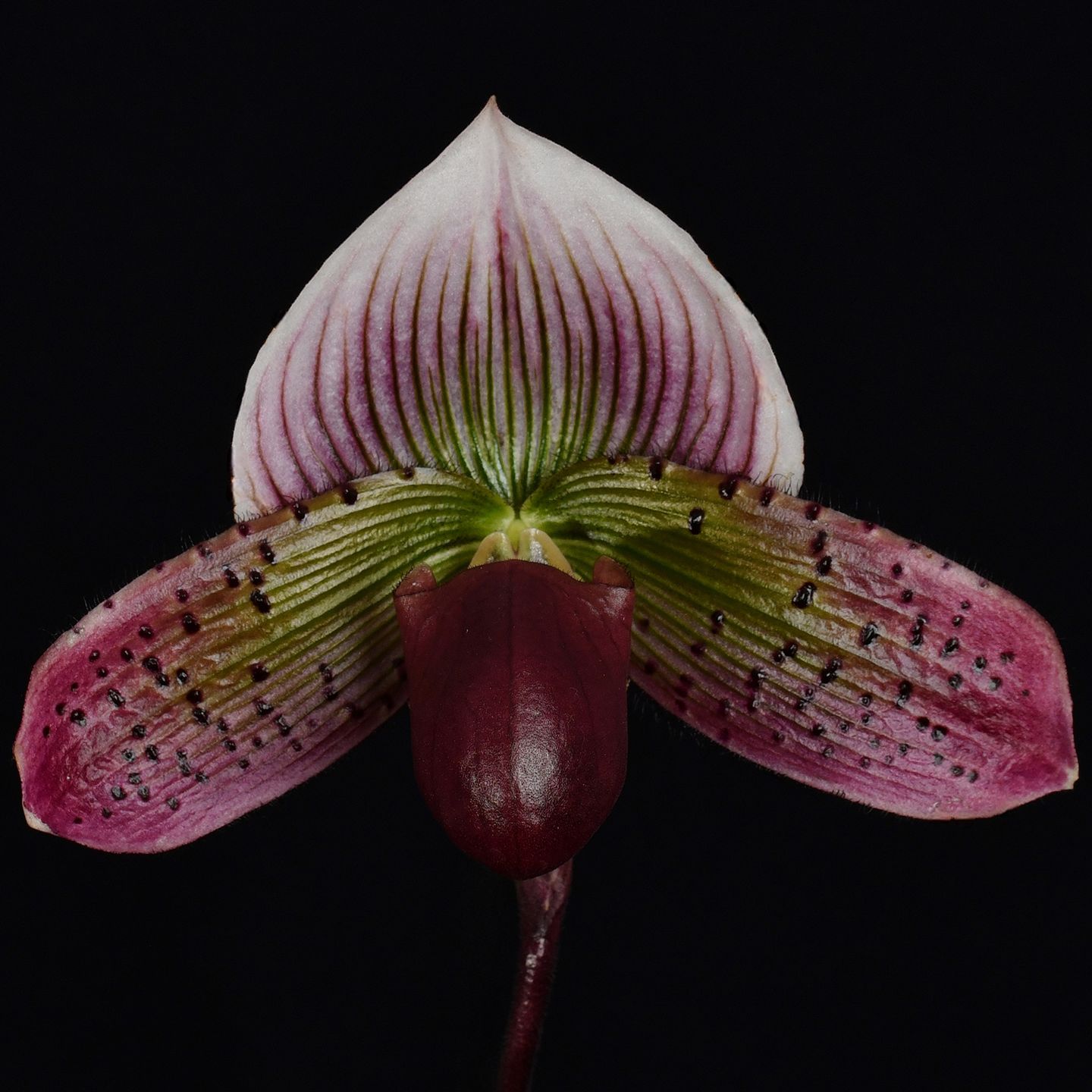 Paphiopedilum Spring Wonder 'Shellnick' AM/NZOS
