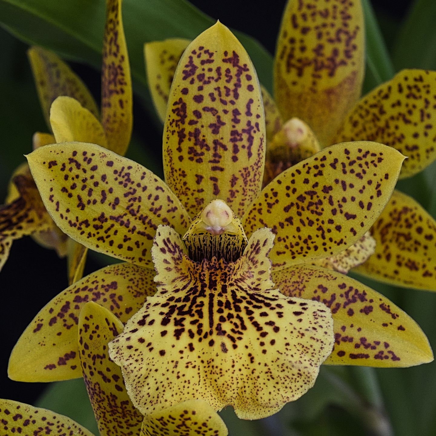 Propetalum Ada's Choice 'Baby Violet' AM/NZOS