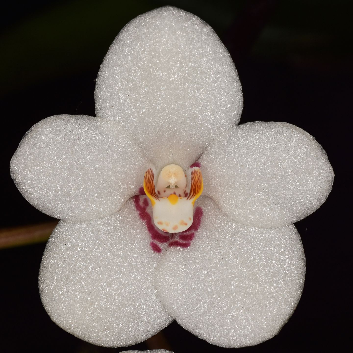 Sarcochilus Dunno Judilly 'Michael' AM/NZOS