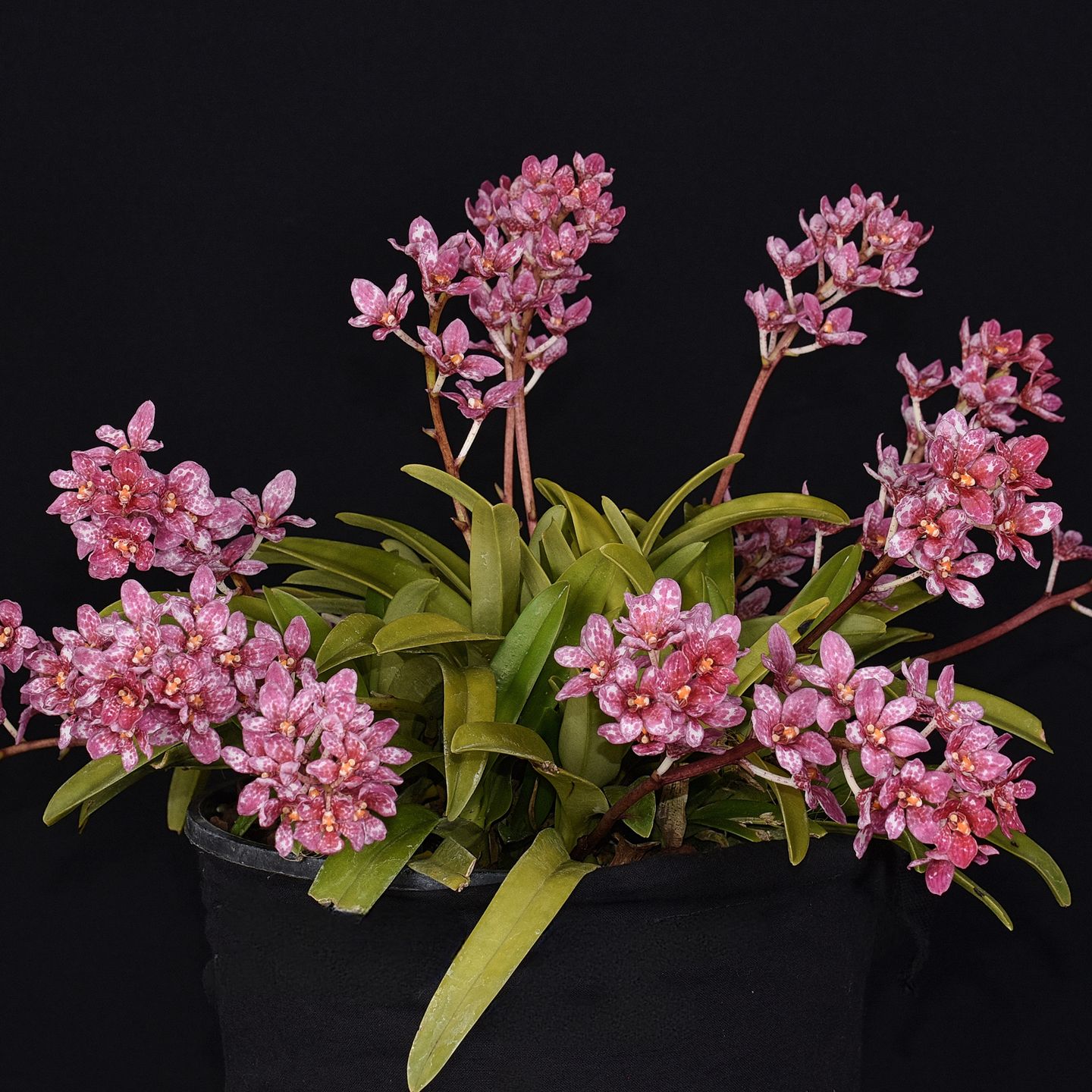 Sarcochilus Fitzhart 'Rosella' CC/NZOS