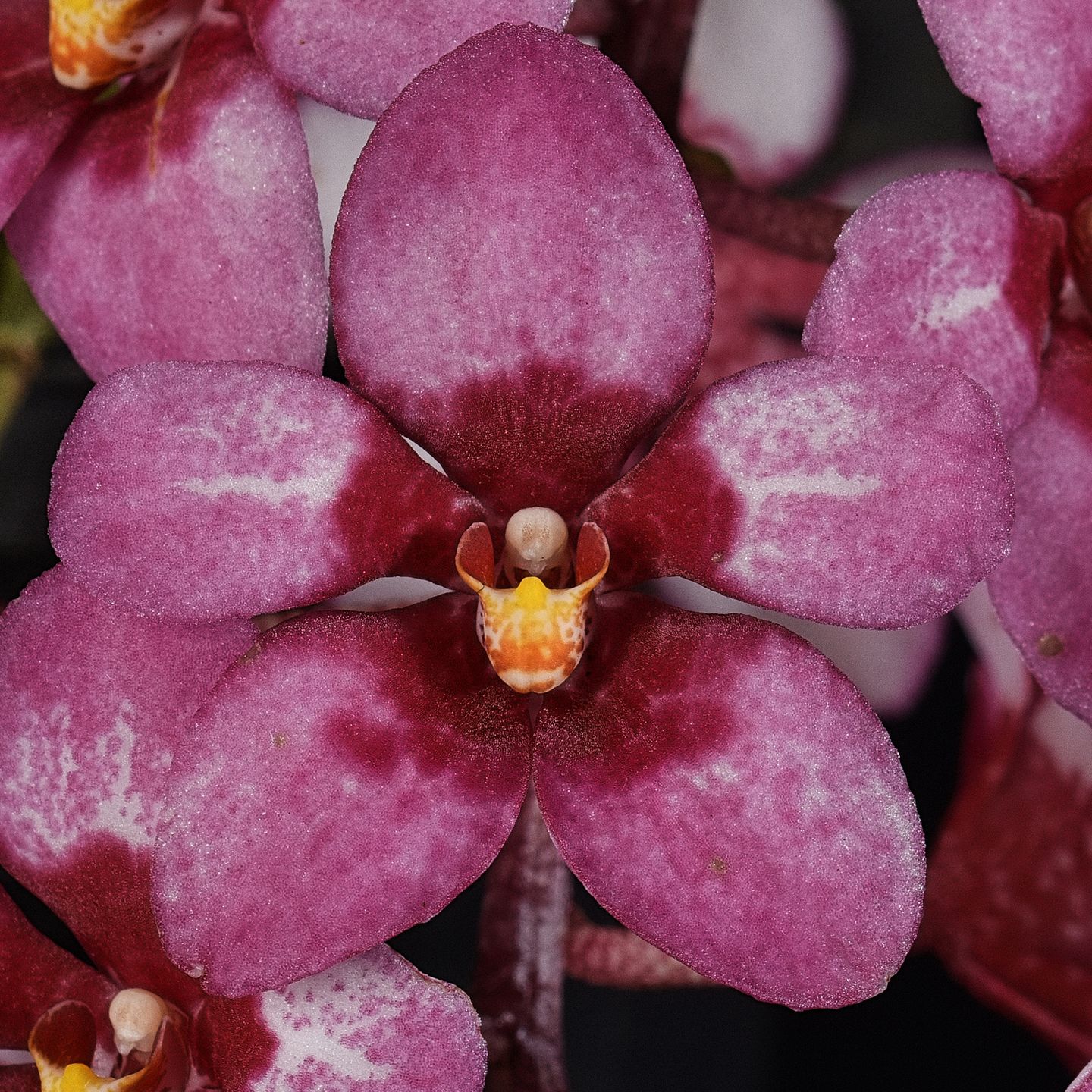 Sarcochilus Kulnura Ballerina 'Waverley' AM/NZOS