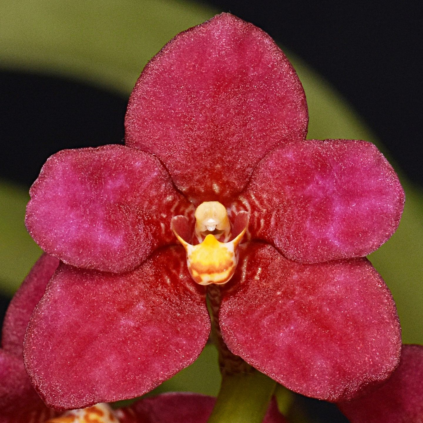 Sarcochilus Sunvale Heidihart 'Emma-Jin' AM/NZOS