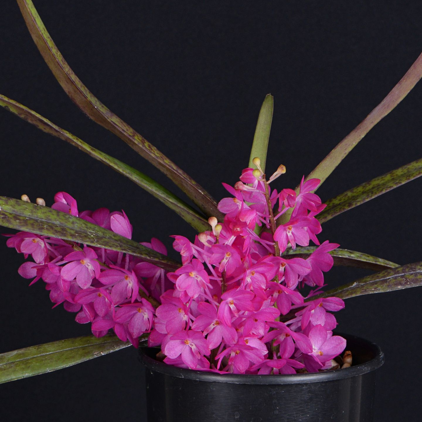 Vanda ampullacea 'Albany' HCCNZOS