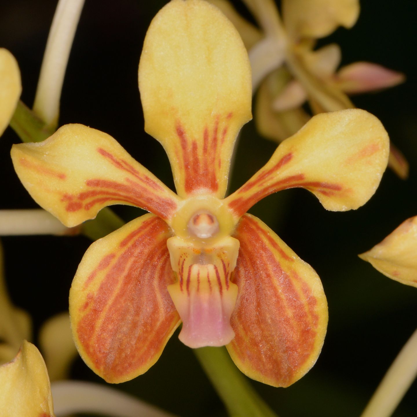 Vanda lamellata var remediosae 'Ruru' HCCNZOS
