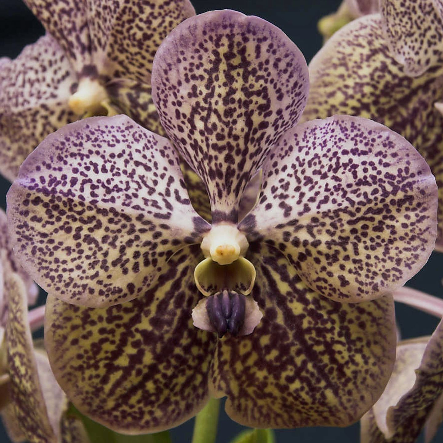 Vanda Midnite Passion