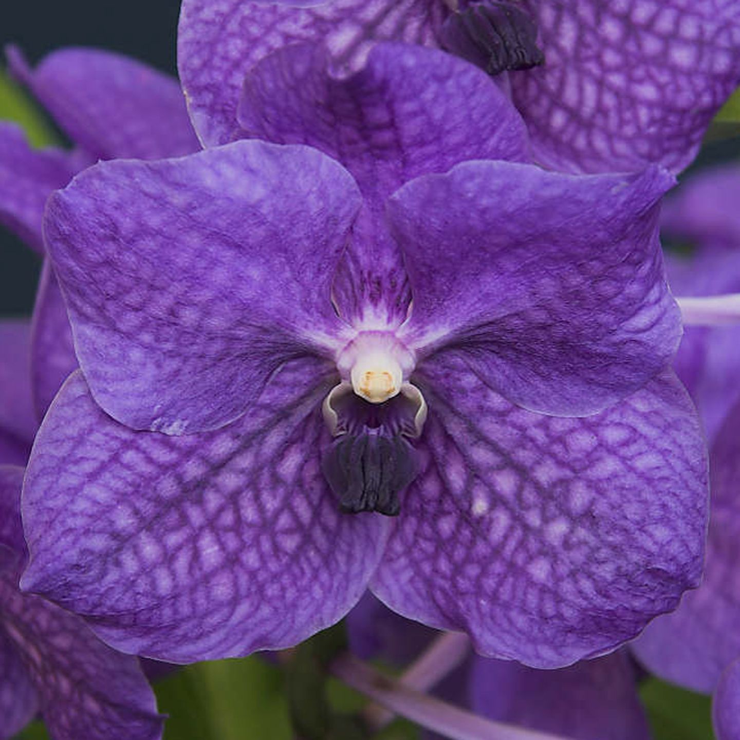 Vanda rothschildiana