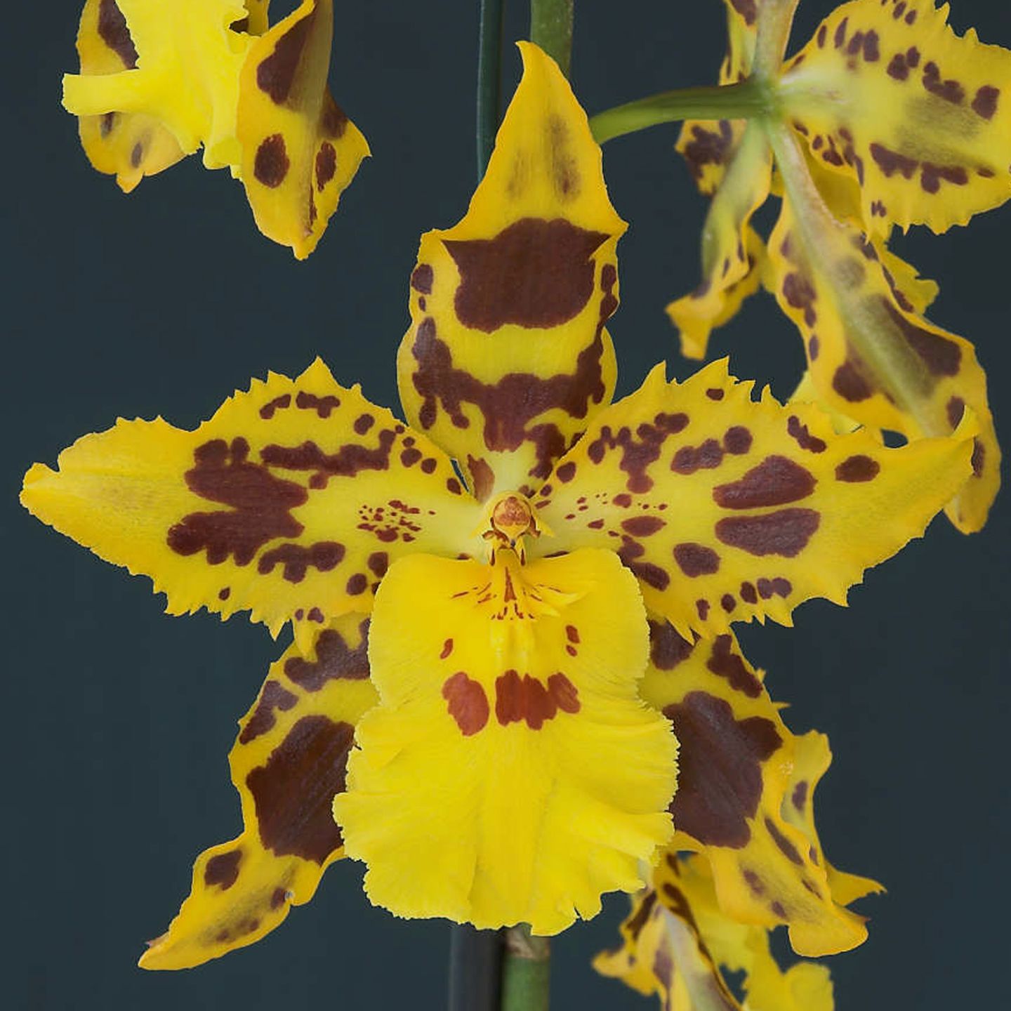 Wilsonara Burning Tiger