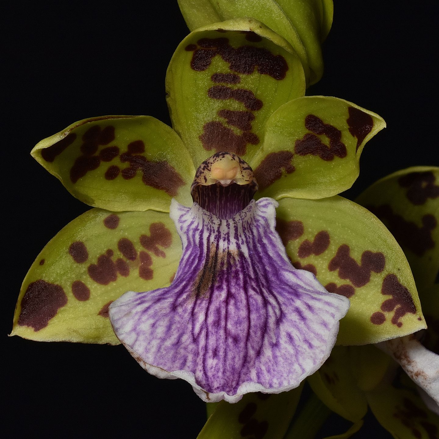 Zygocaste Kiwi Advance 'Redvale' HCC/NZOS