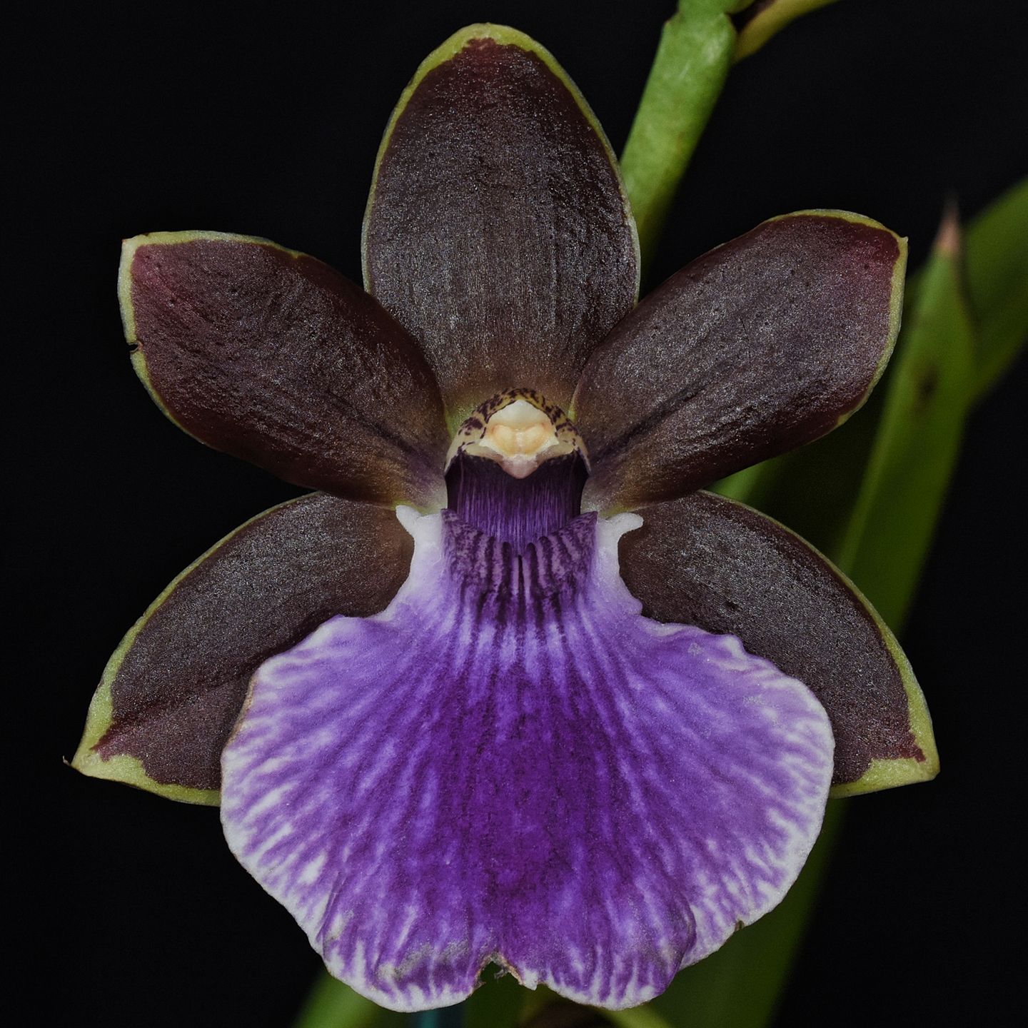 Zygopabstia Phyllis Paice 'Black Jade' AM/NZOS