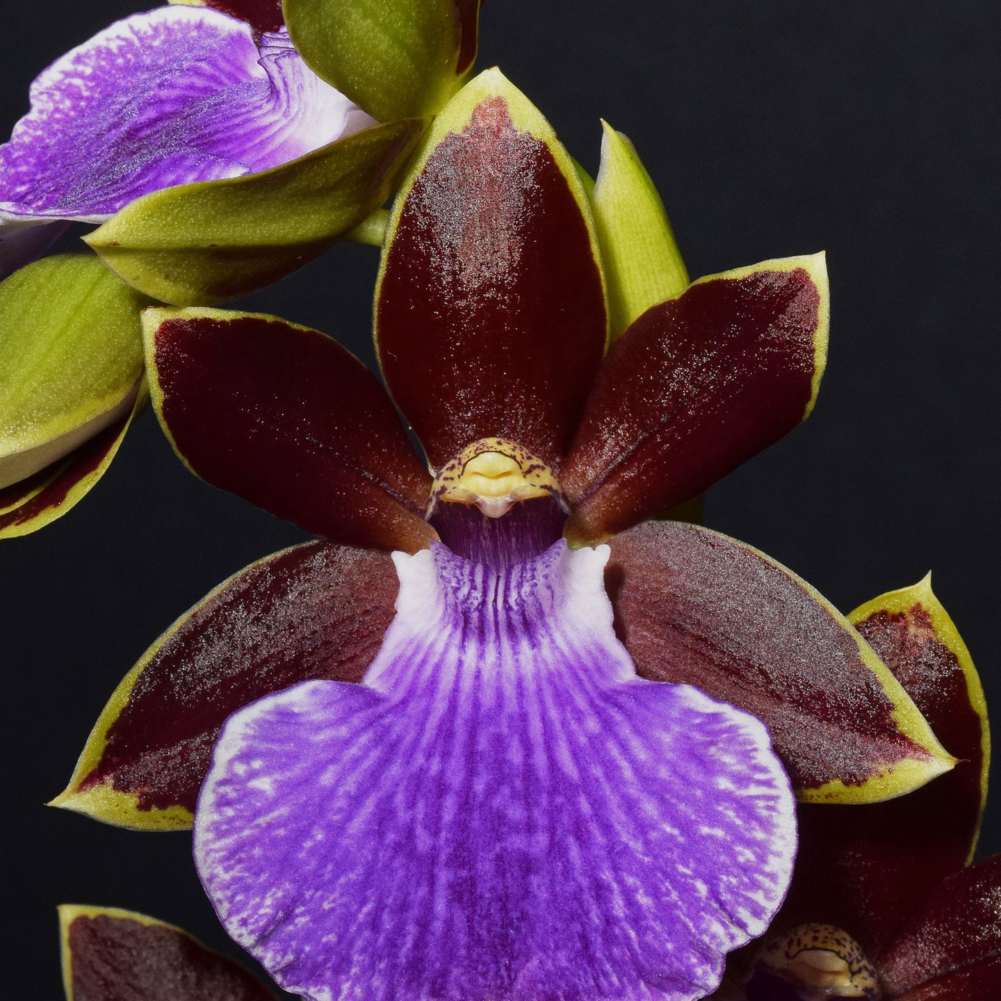 Zygopetalum Iron Baron 'Jackson'