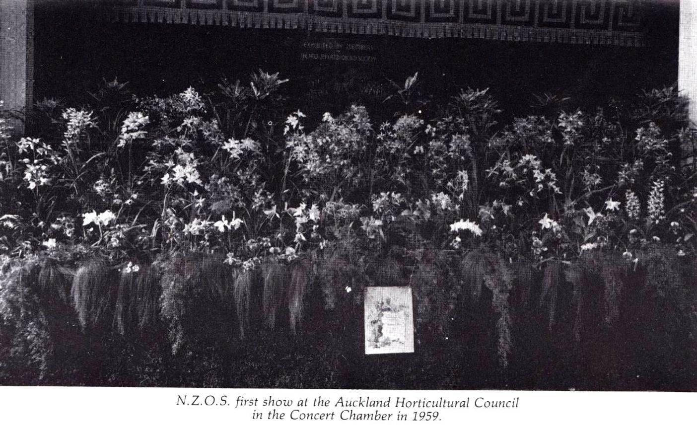 New Zealand Orchid Society Show 1959