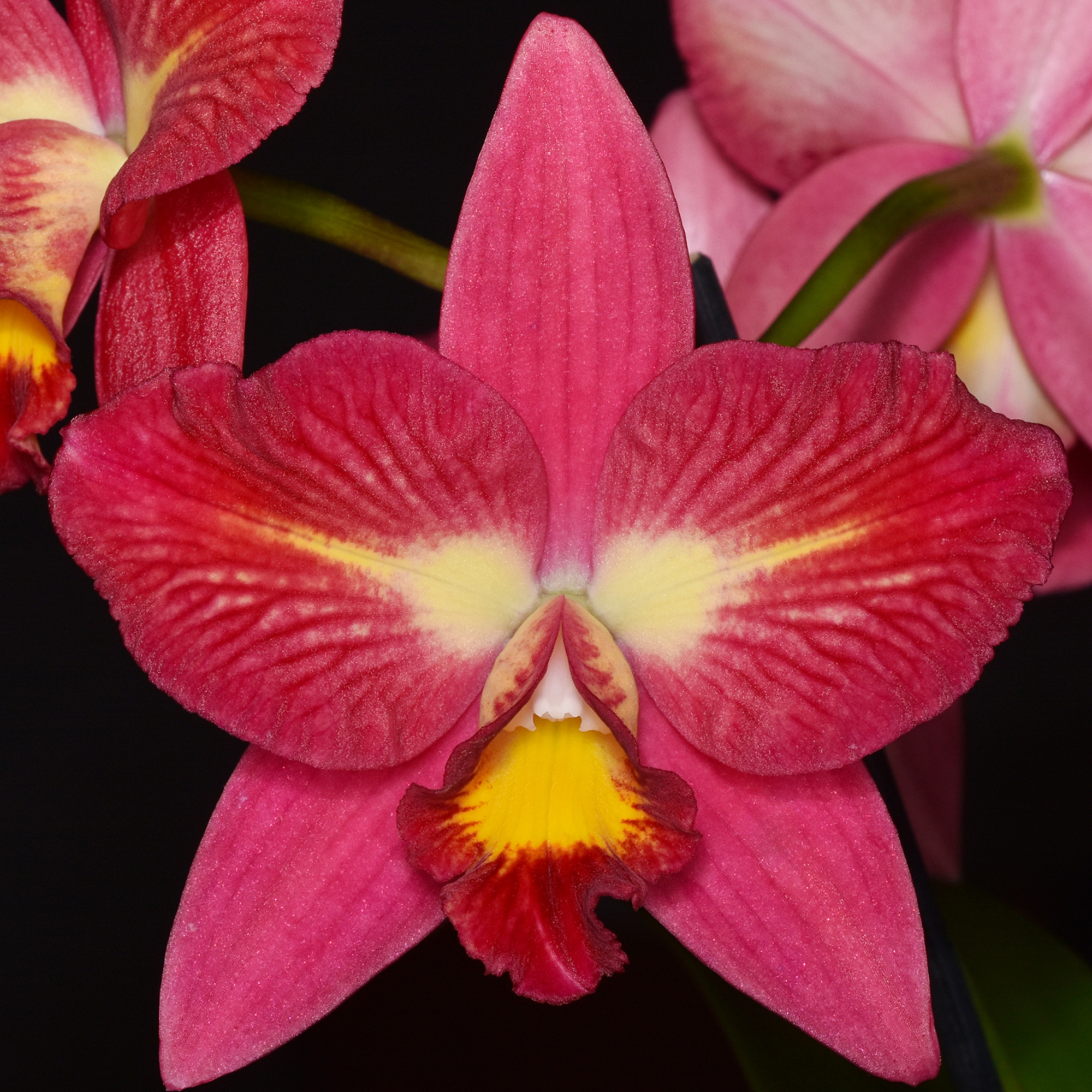 Cattleya Angel Star, 'Susan'