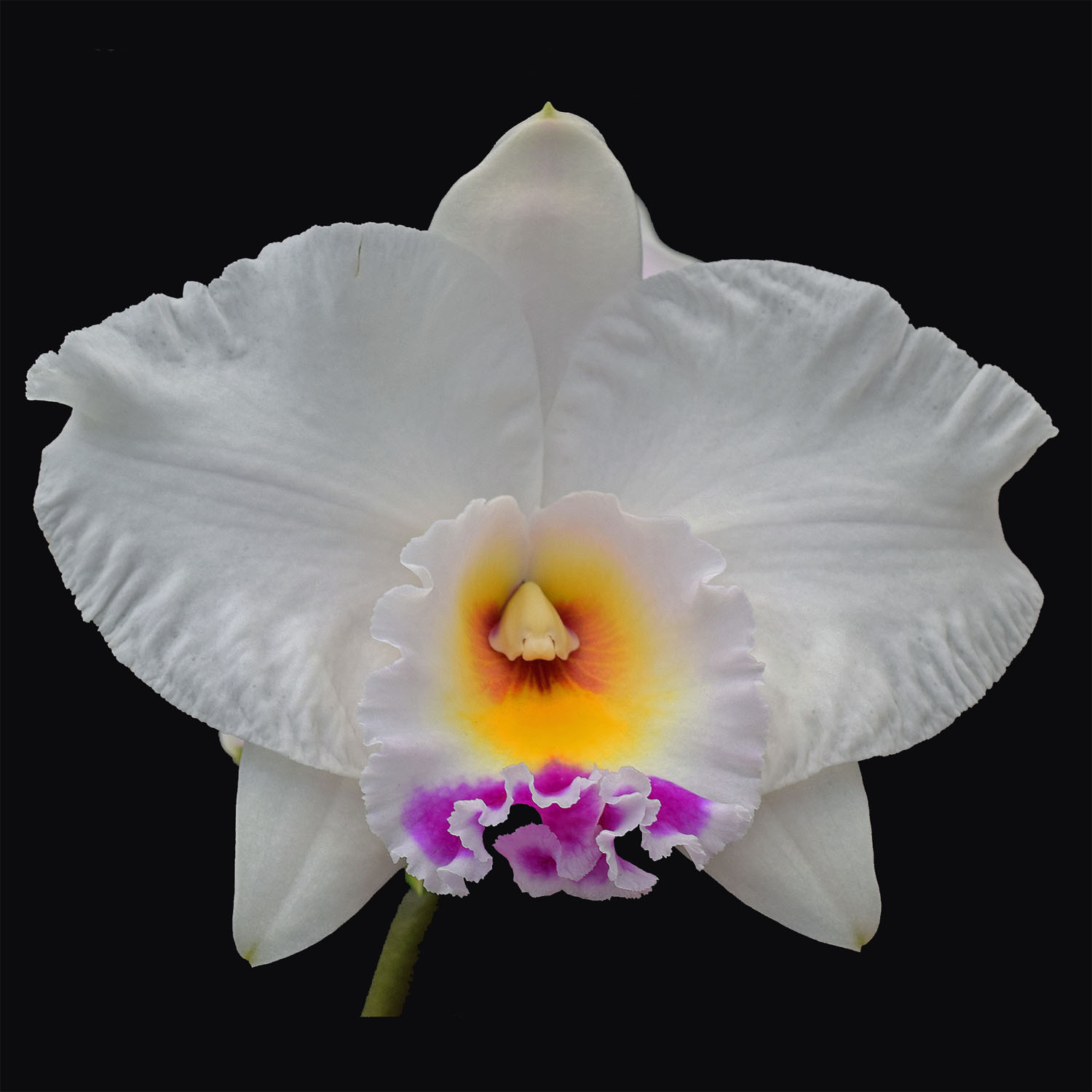 Cattleya Joanna Rose, 'Greenlane'