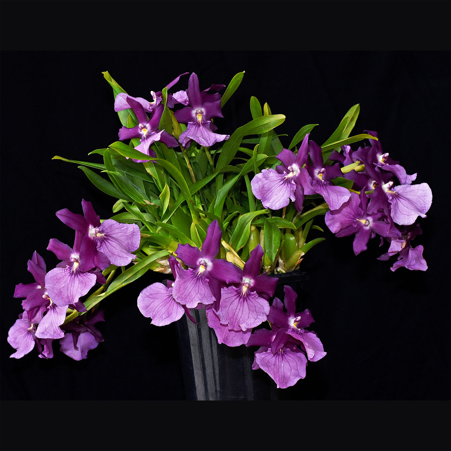 Miltonia Eljaha, 'Bryan'