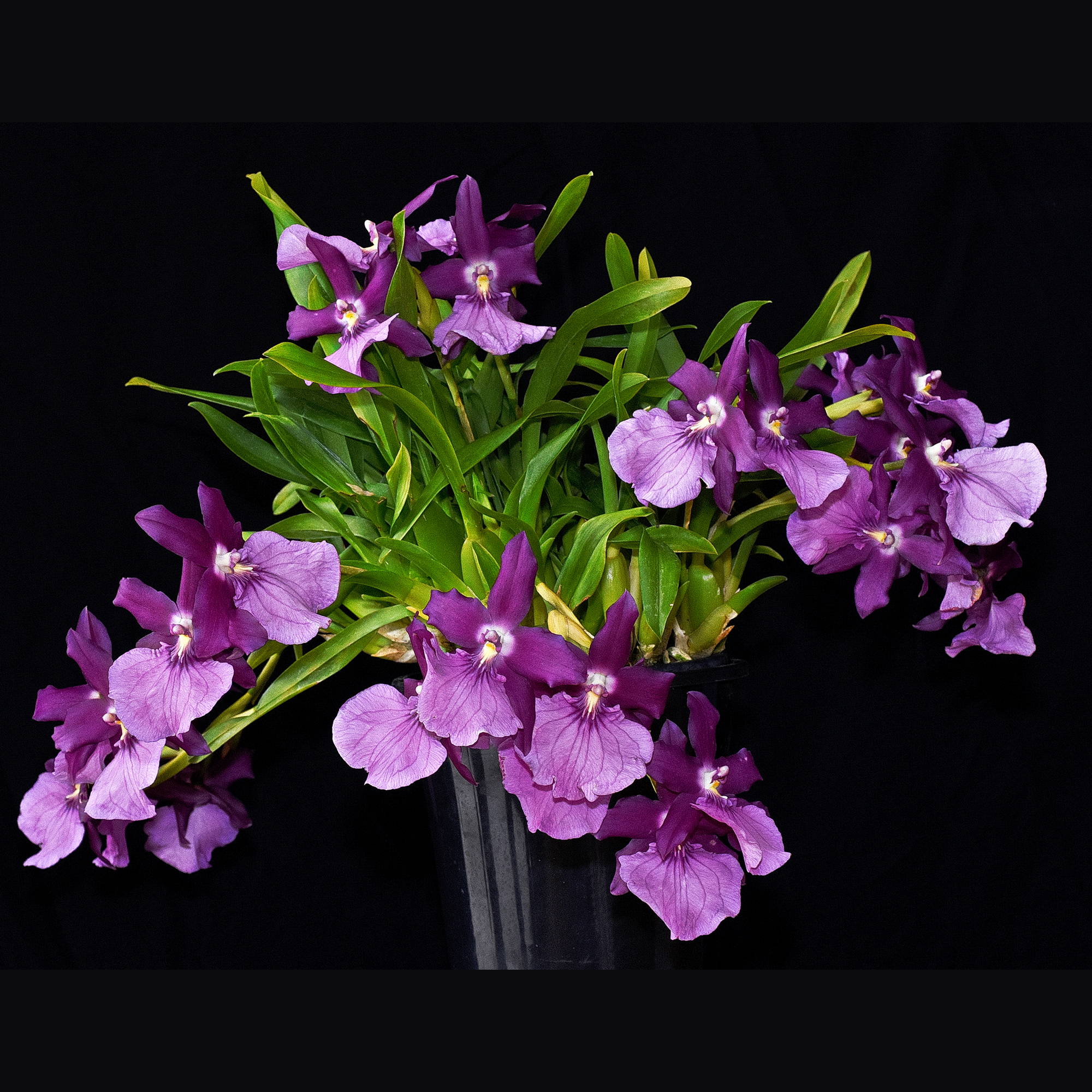 Miltonia Eljaha, 'Bryan'
