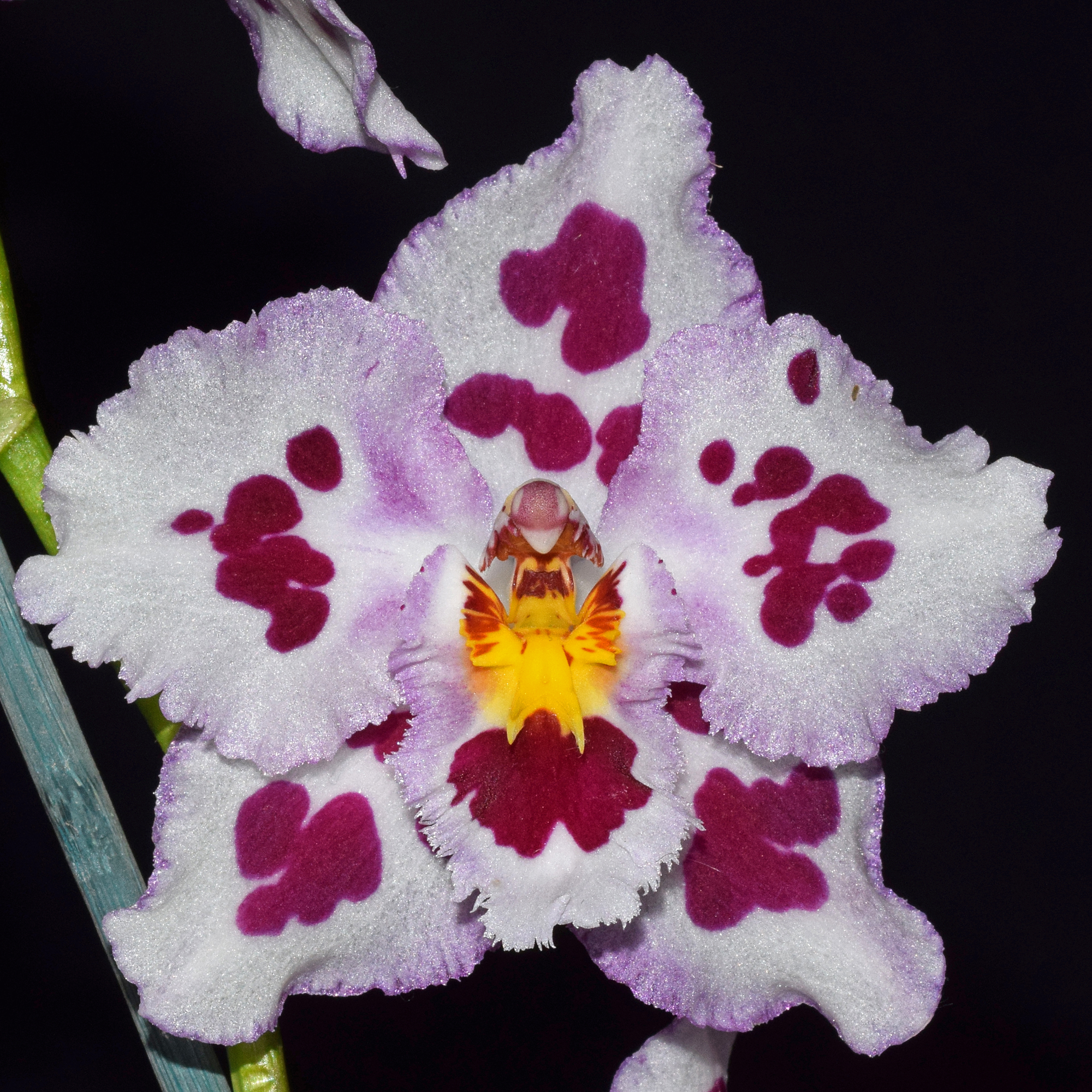 Oncidium Sweet Angel, 'Harry'