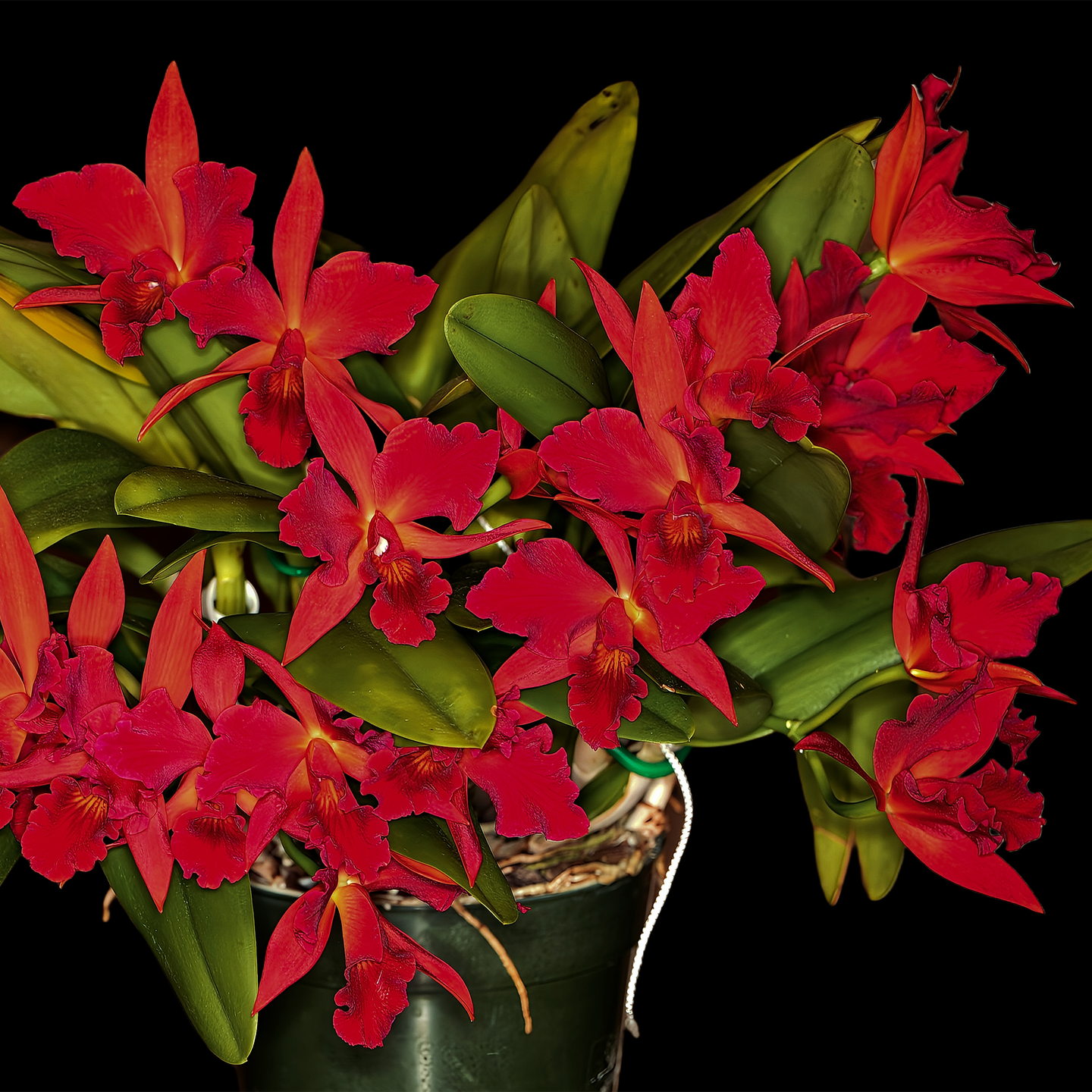 Cattlianthe Jewel Box 'Scheherazade'
