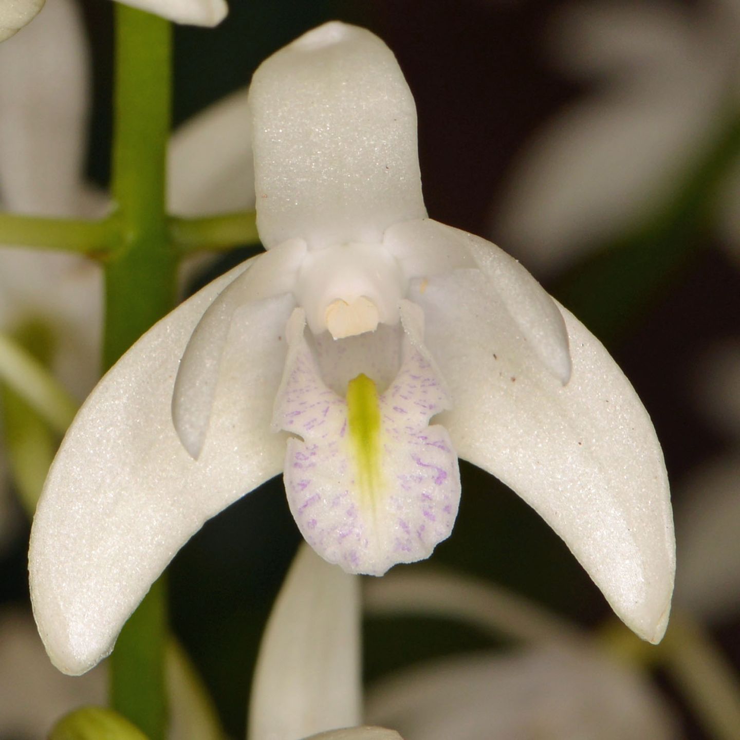 Dendrobium delicatum