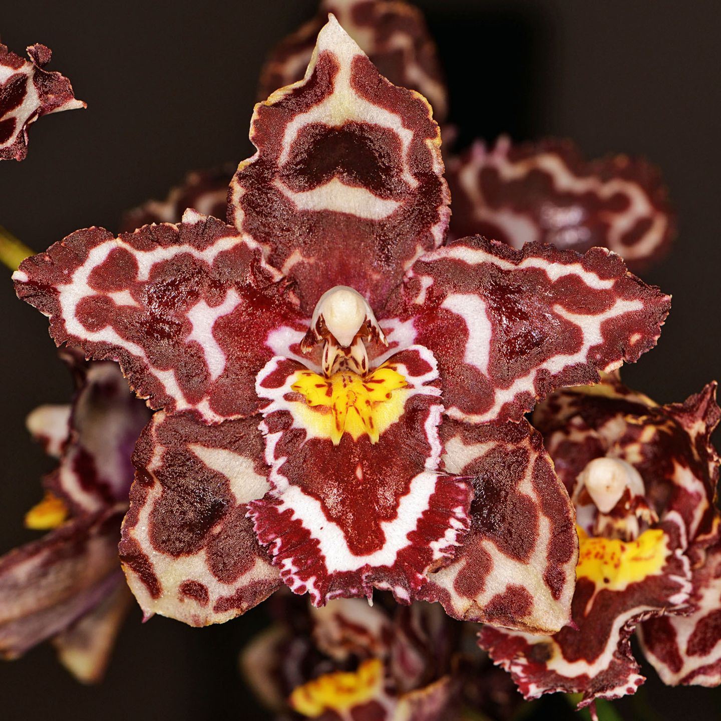 Ons. Caracol ‘Tudor’ x Onc. Sugar and Spice