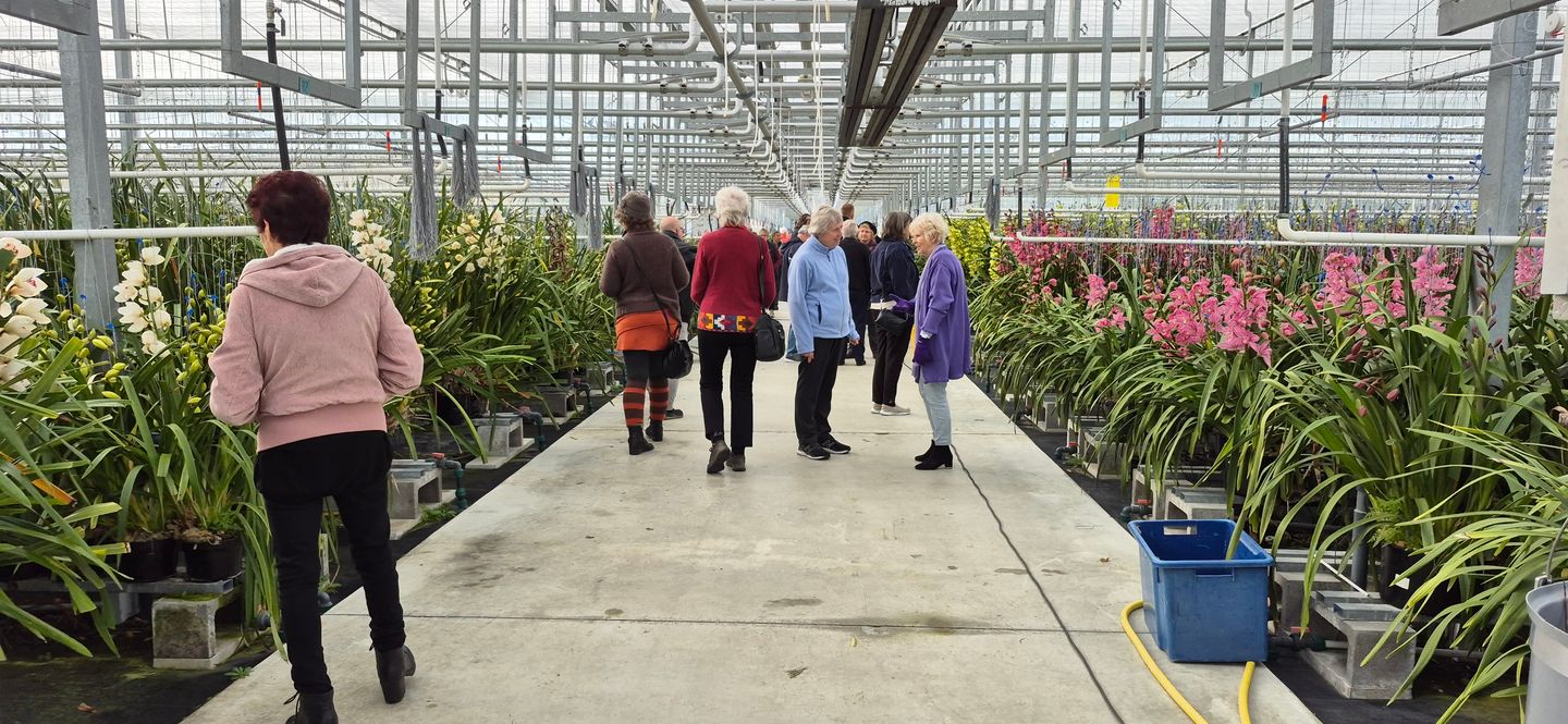 Cymbidium orchids Joshua Ltd. Cymbidium cut flower nursery