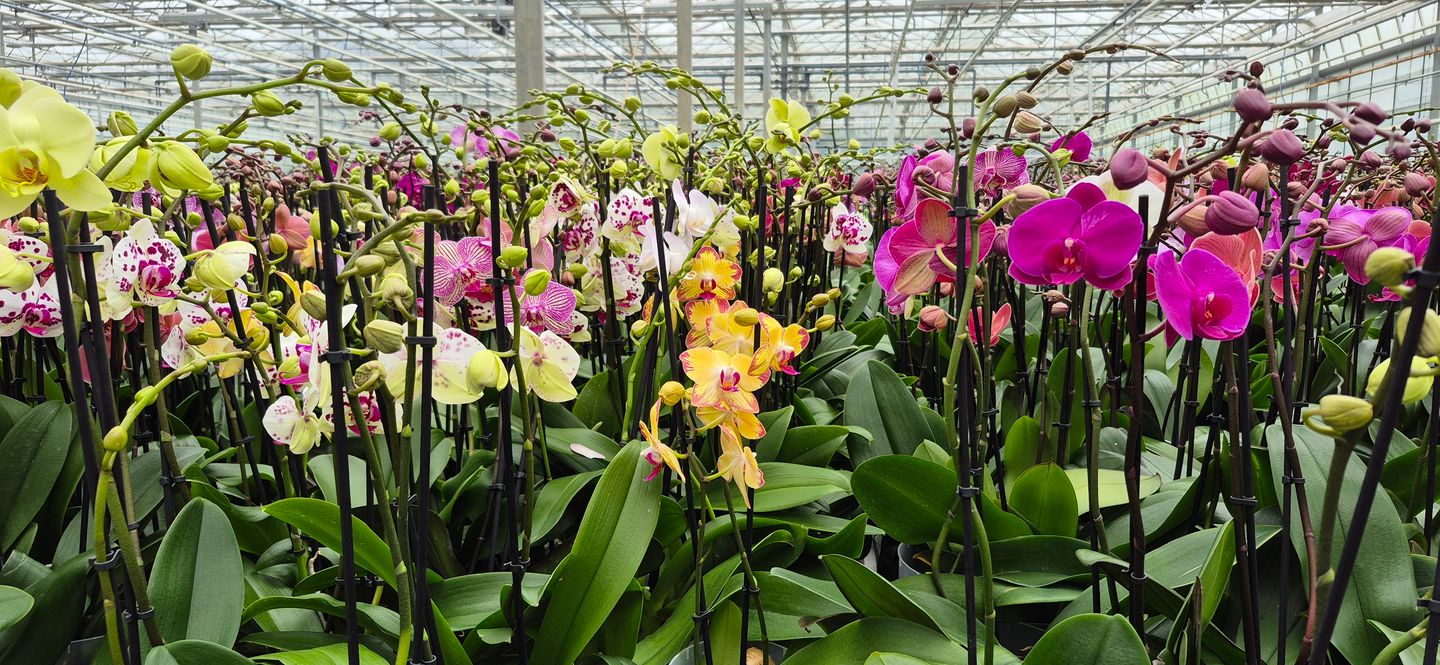 A display of Phalaenopsis orchids a t Gellerts Nusery