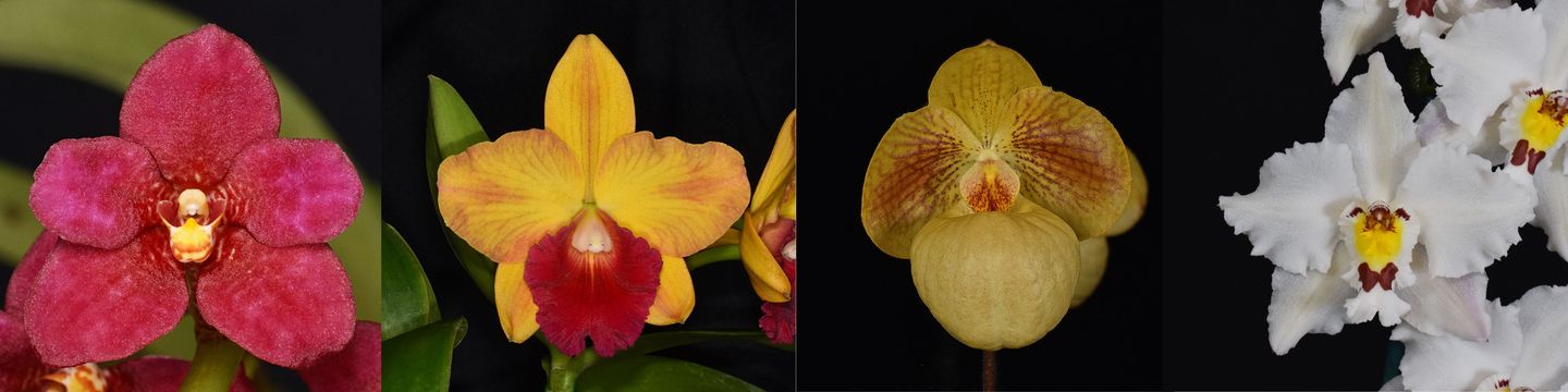 New Zealand Orchid Society selection of orchid flowers