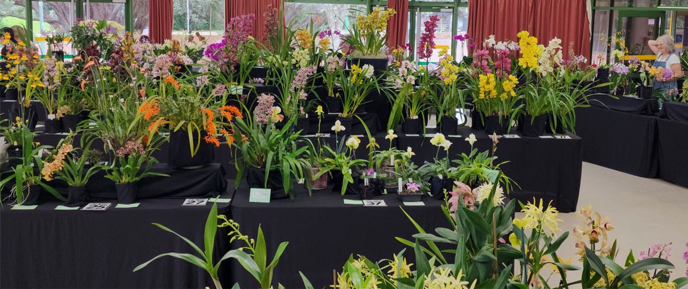 New Zealand Orchid Society - Spring Show 2025