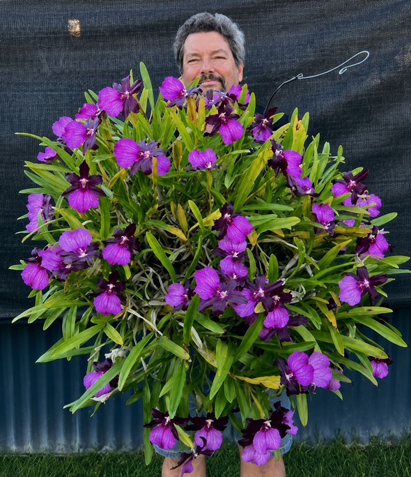 Orchid Flower