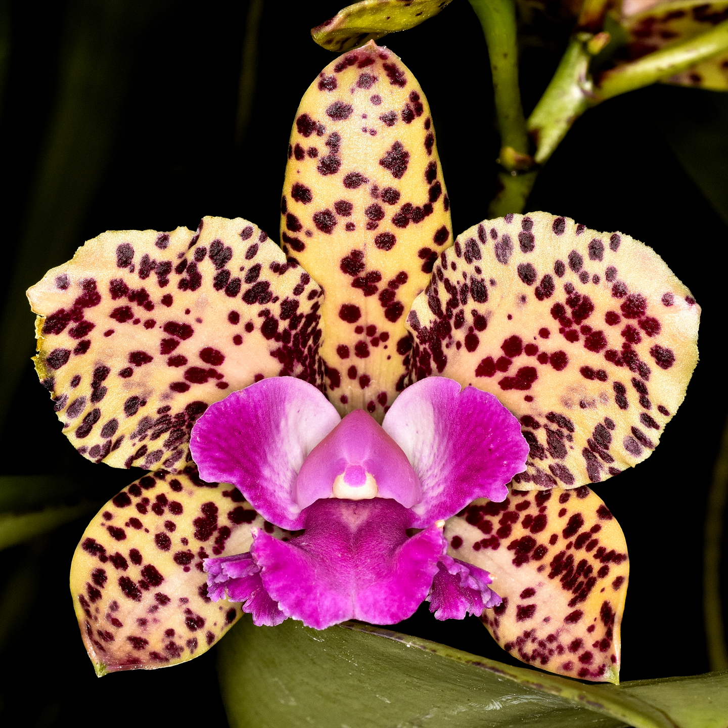 Cattleya Elizabeth Calov ‘Spottyvale’, HCC/NZOS