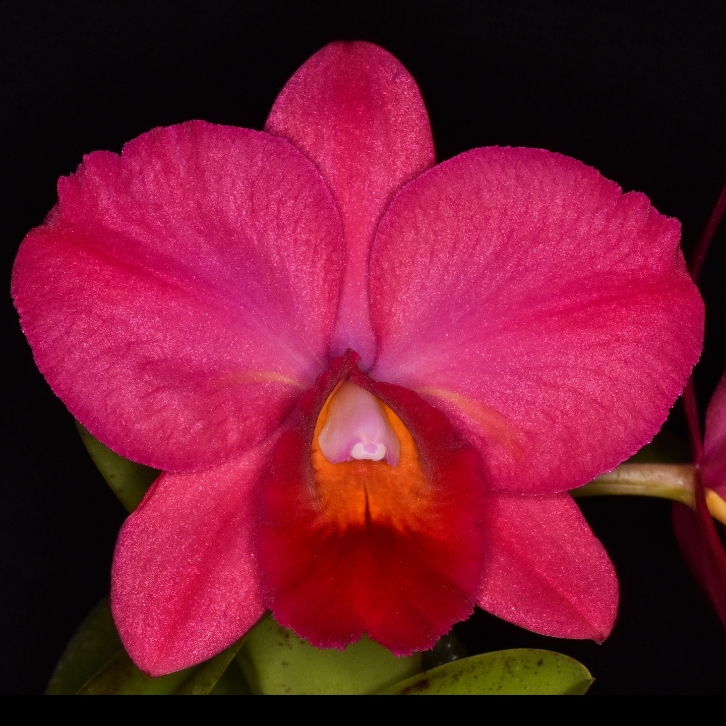 Cattleya Lindy-Lou 'Kumeu', HCC/NZOS