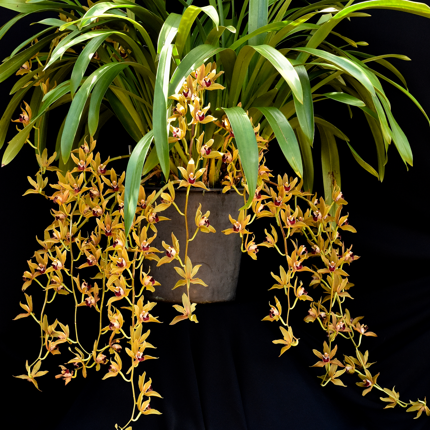 Cymbidium Langleyense 'Richard' CC-NZOS