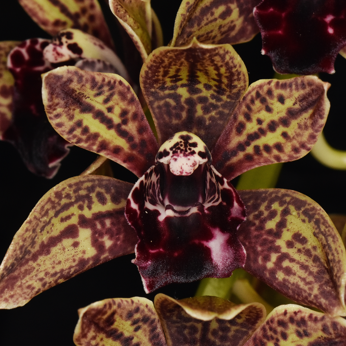 Cym. Memoria Mick Hughes ‘Lollylegs’ HCC/NZOS