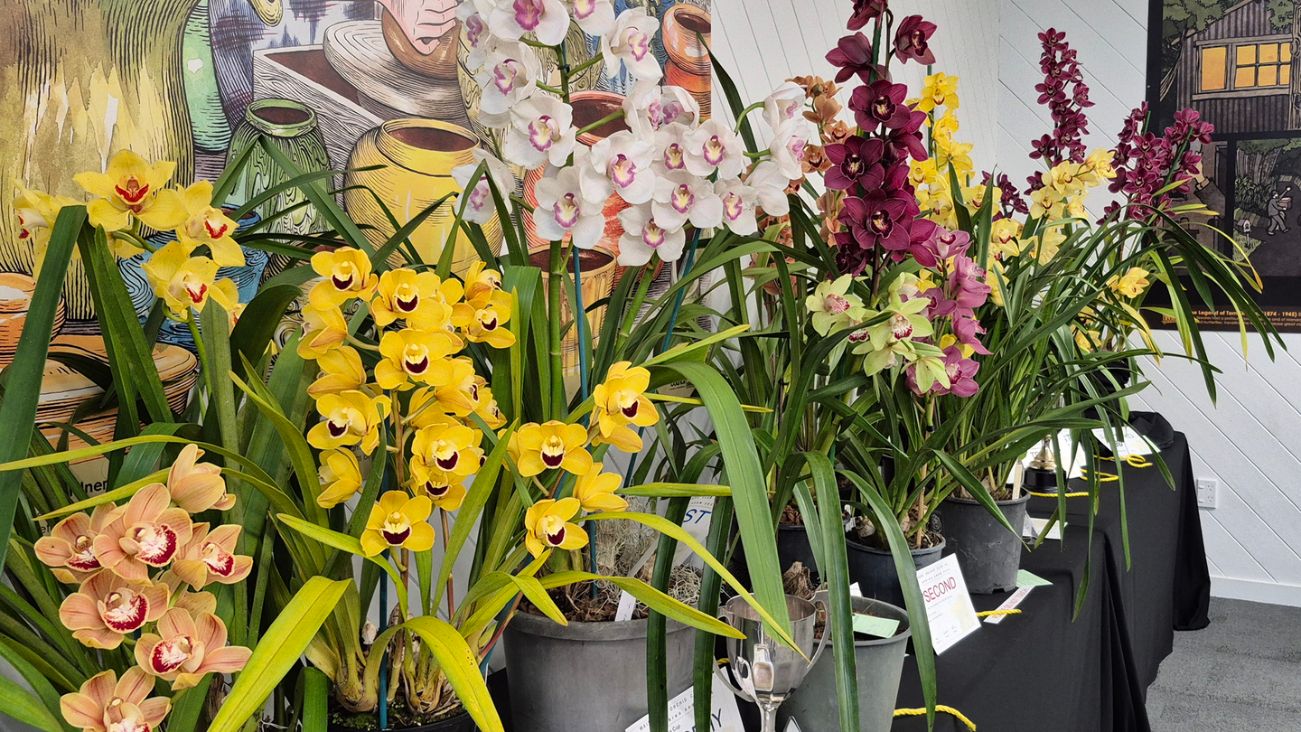 A fine display of cymbidium orchids at the Waitakere Show at the Kelston Community Hall, 2025