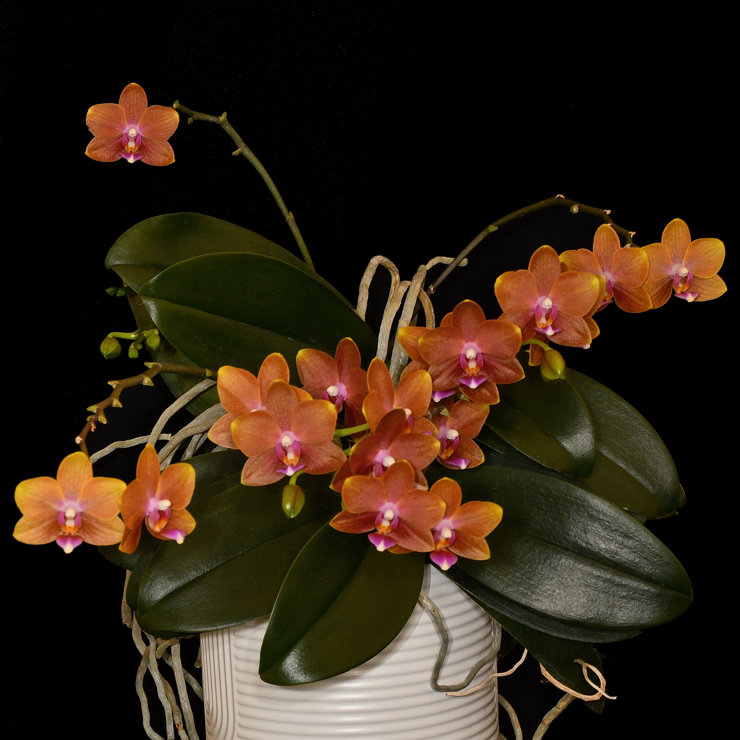 Phalaenopsis Charming Little Gold 'Sun Kissed' HCC/NZOS