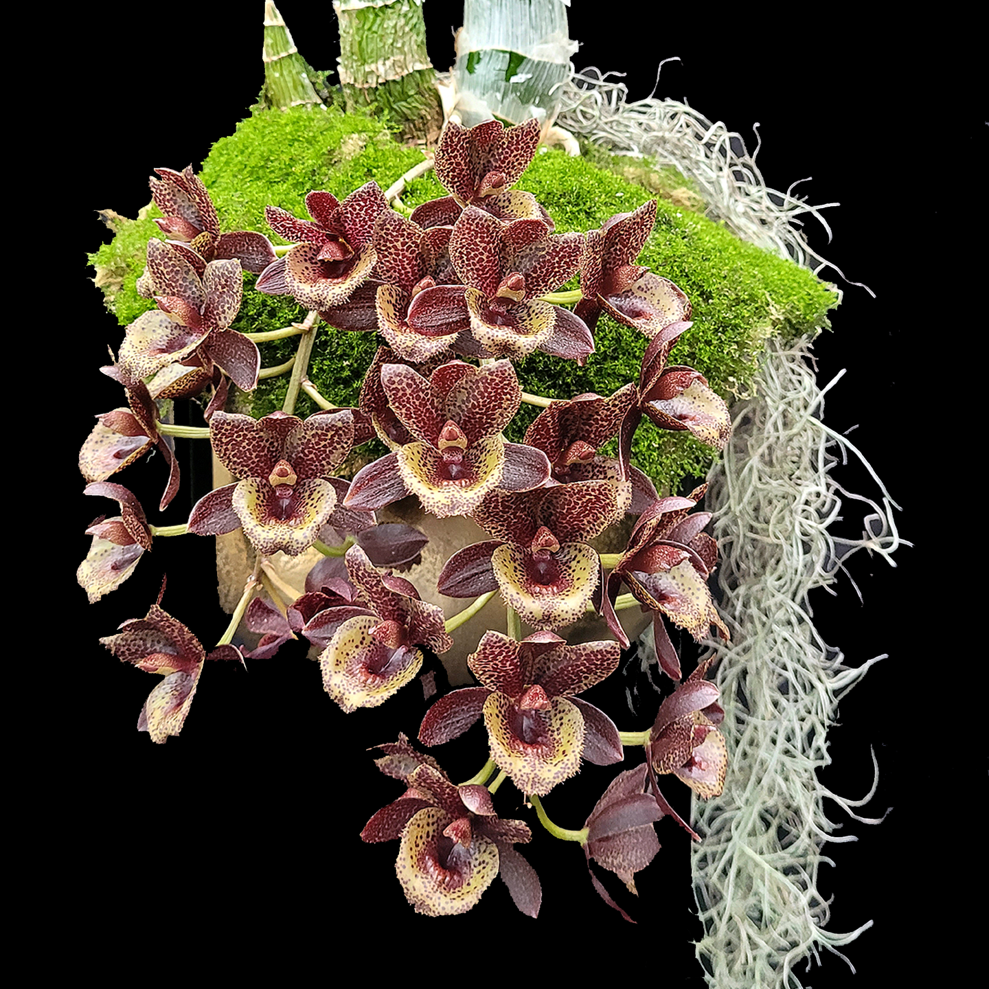 Fredrikclarkia After Dark 'Korean Dragon' AM/NZOS