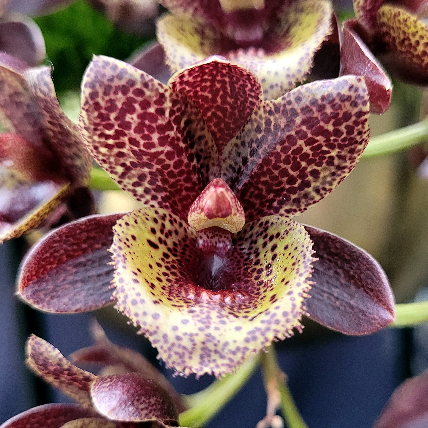 Fredrikclarkia After Dark 'Korean Dragon' AM/NZOS