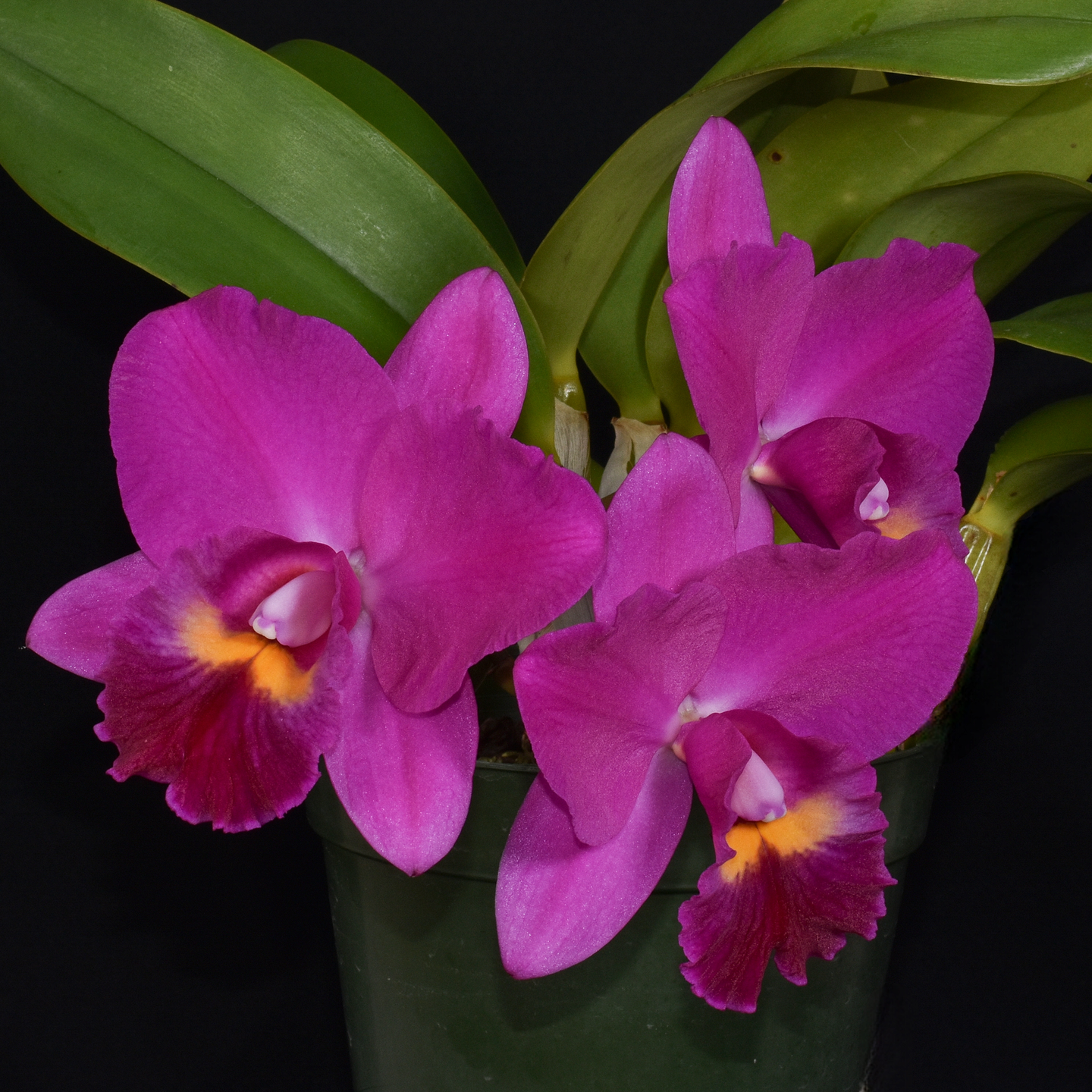 Rlc. Hsinying Aloha 'C H Super' FCCNZOS