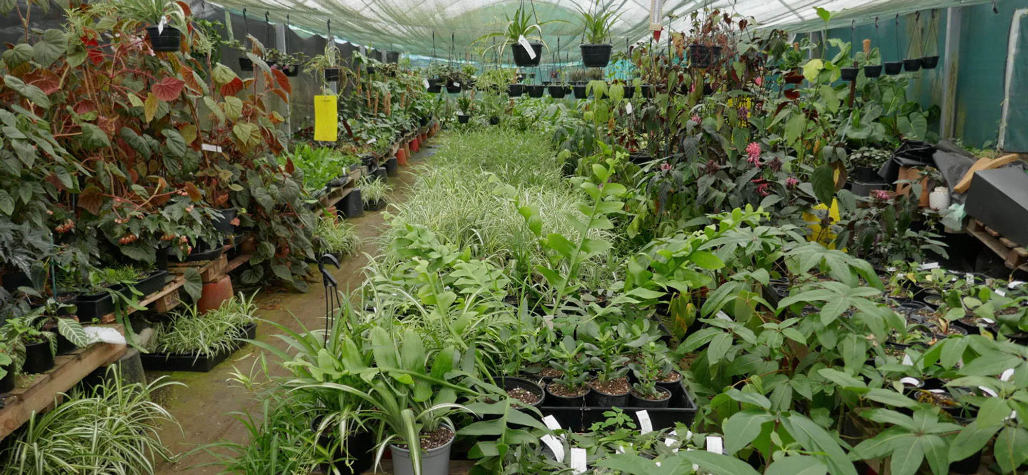 Various pot plants grown by Kentia Palms Nursery