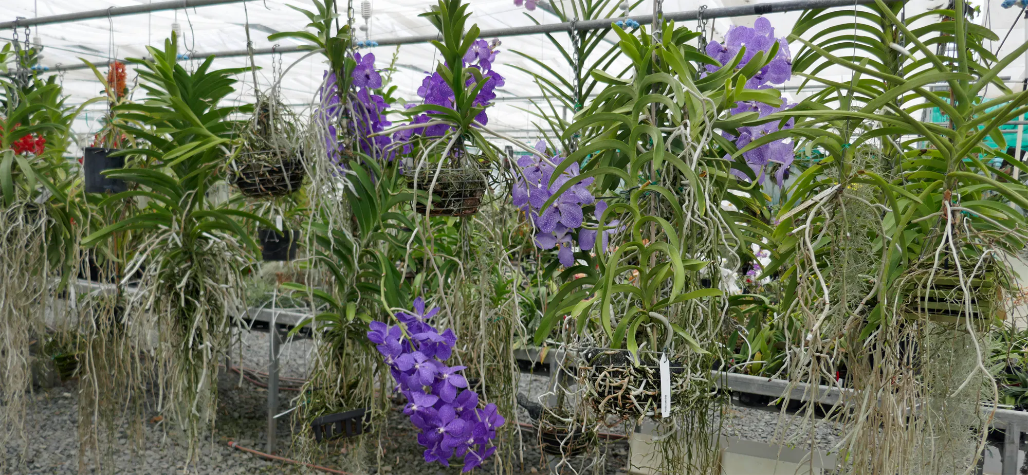 A selection of Vanda Orchids on display at Ninox Orchid Nursery