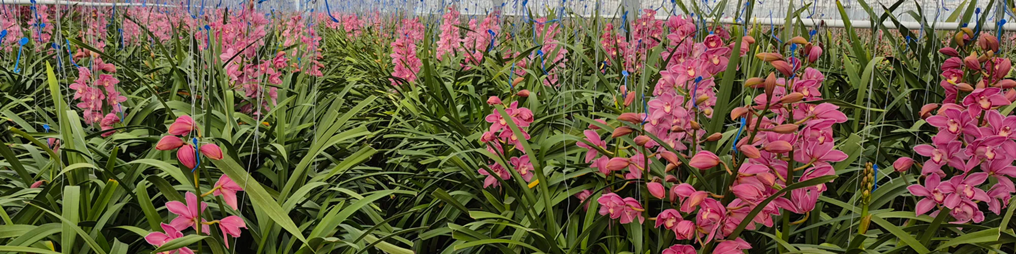 Red cymbidium cut flowers growing at Joshua Nurseries