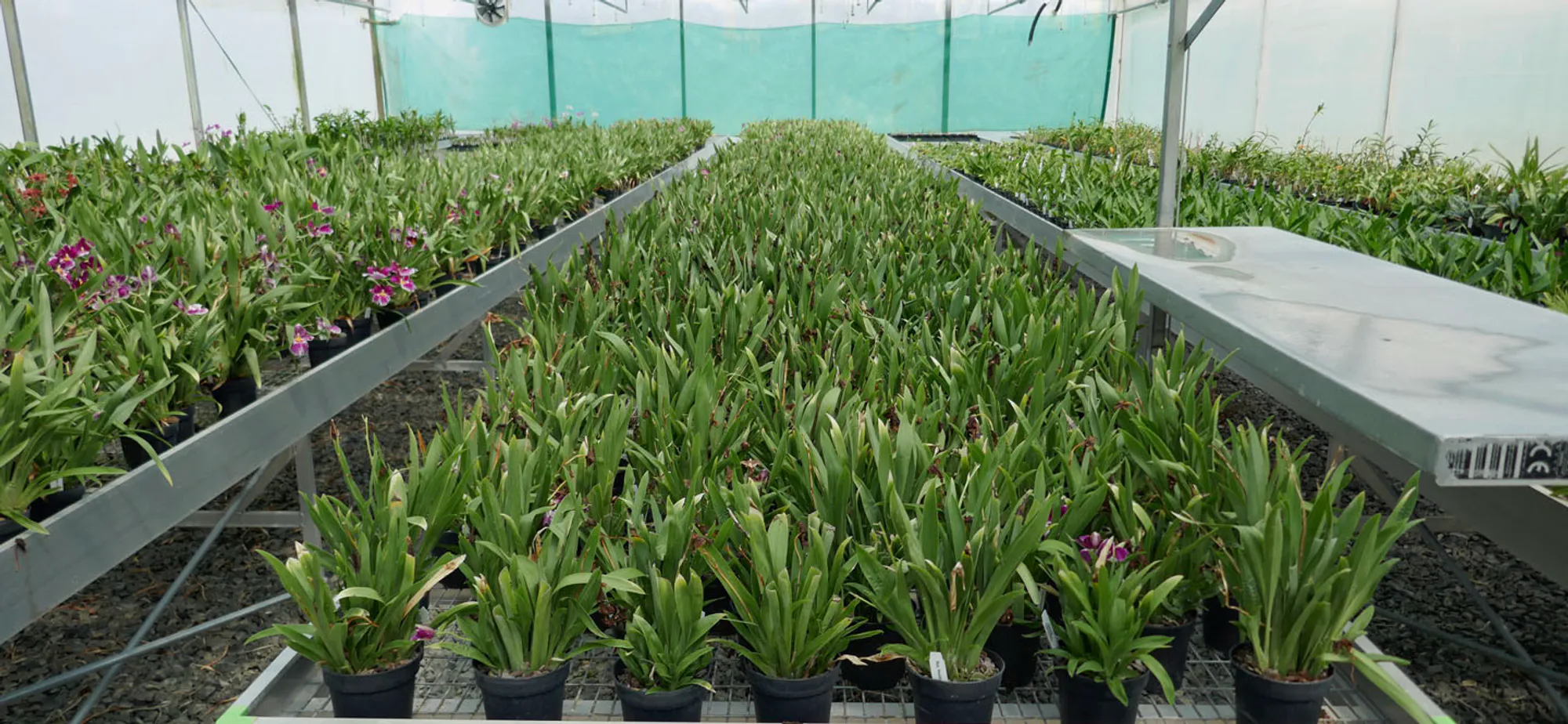 A display of benched Miltoniopsis orchids at Ninox Orchid Nursery. Also known as a Pansy Orchid