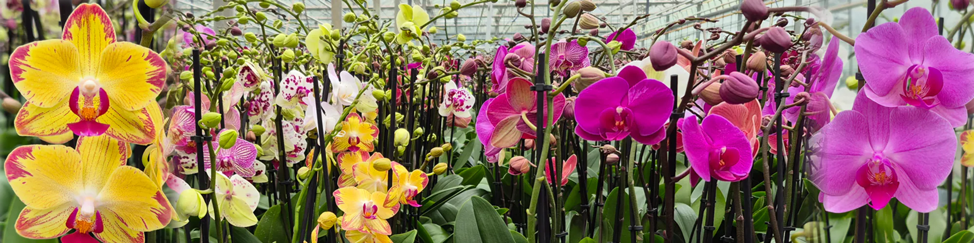 Phalaenopsis orchids from Gellerts Nursery