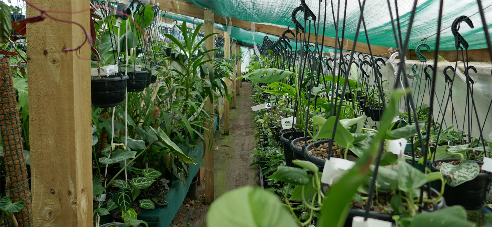 A selection of house plants and a few orchids grown by Kentia Palms Nursery
