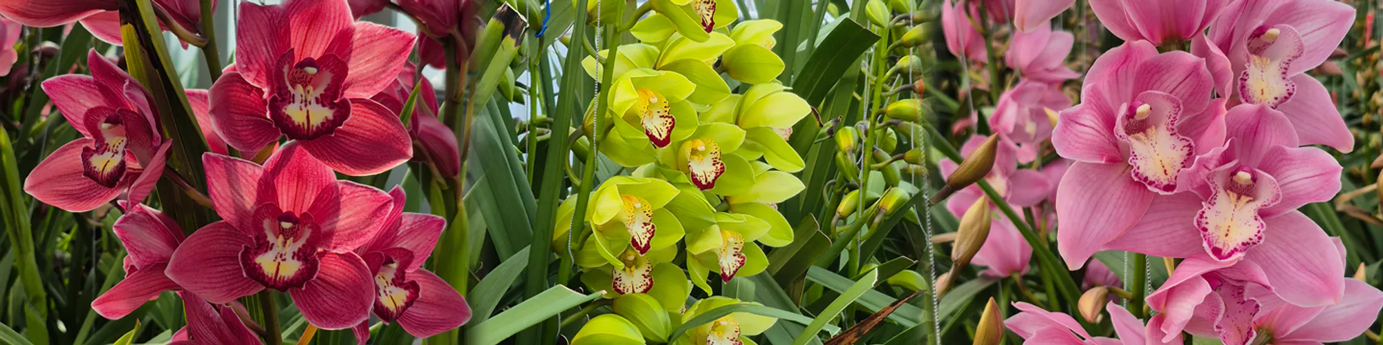 A selection of cymbidium orchids from Joshua Nursery, Karaka