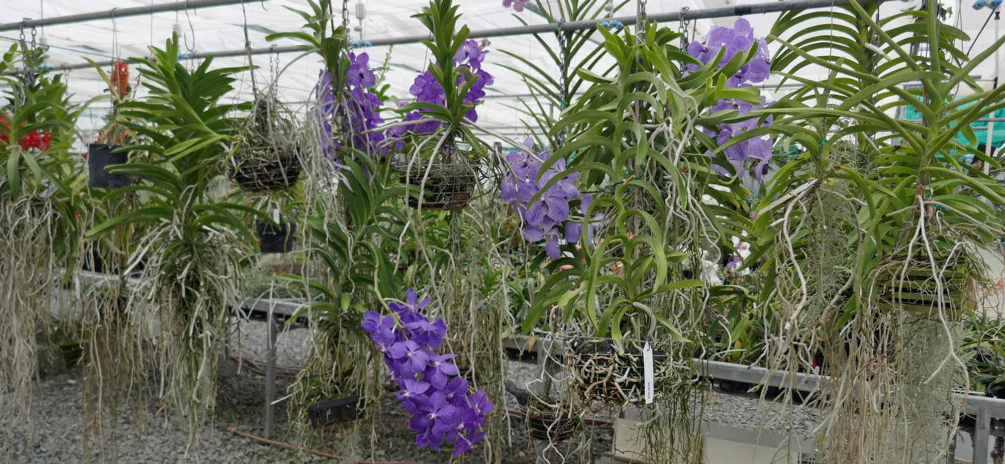 A selection of Vanda Orchids on display at Ninox Orchid Nursery