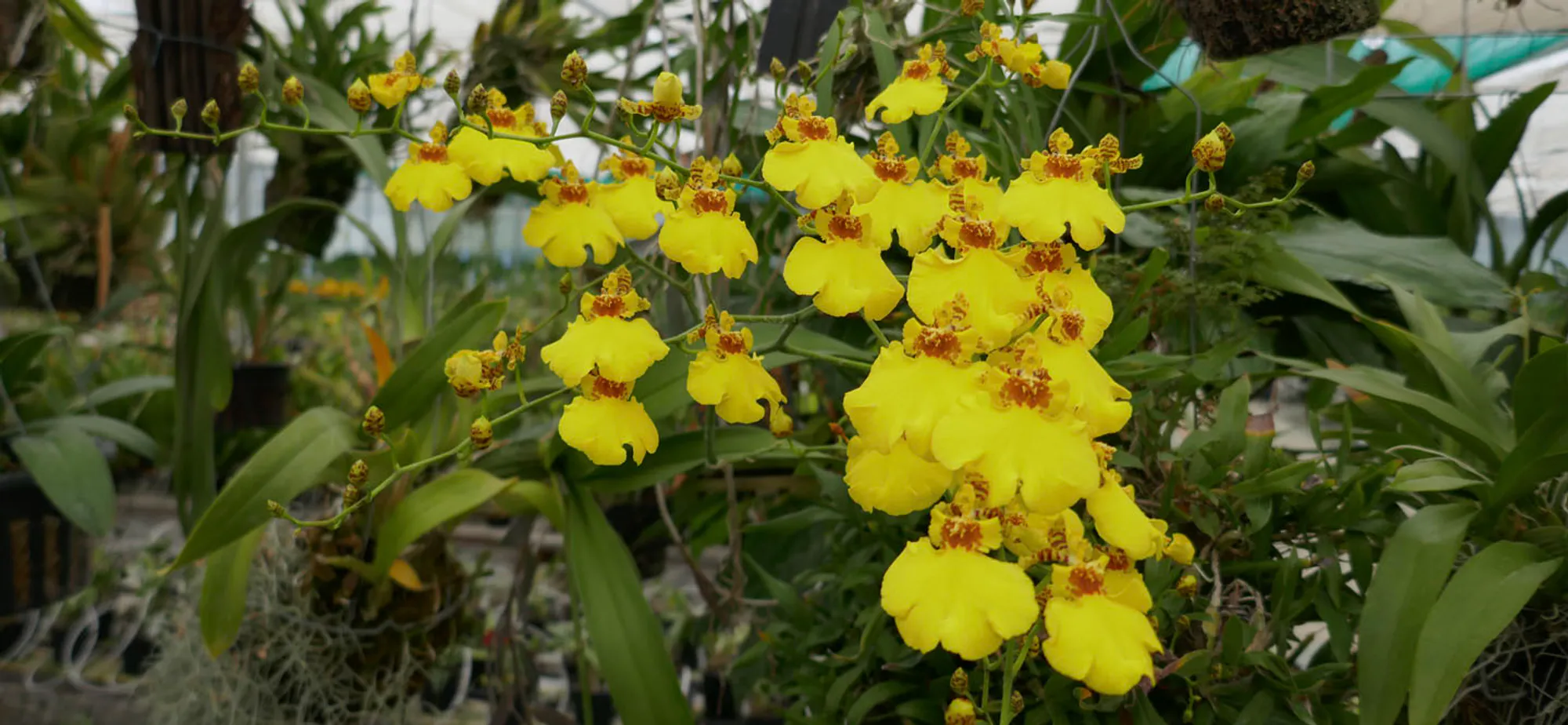 Dancing Lady Orchid (Oncidium) on display at Ninox Orchids
